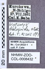 Etikette zu Glyphonyx dalopioides (Nakane, 1959) (NHMW-ZOO-COL-0008432)